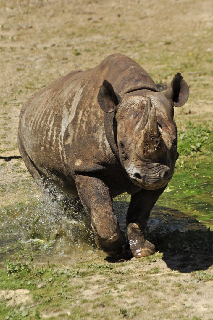 Eastern black rhinoceros (Diceros bicornis michaeli)