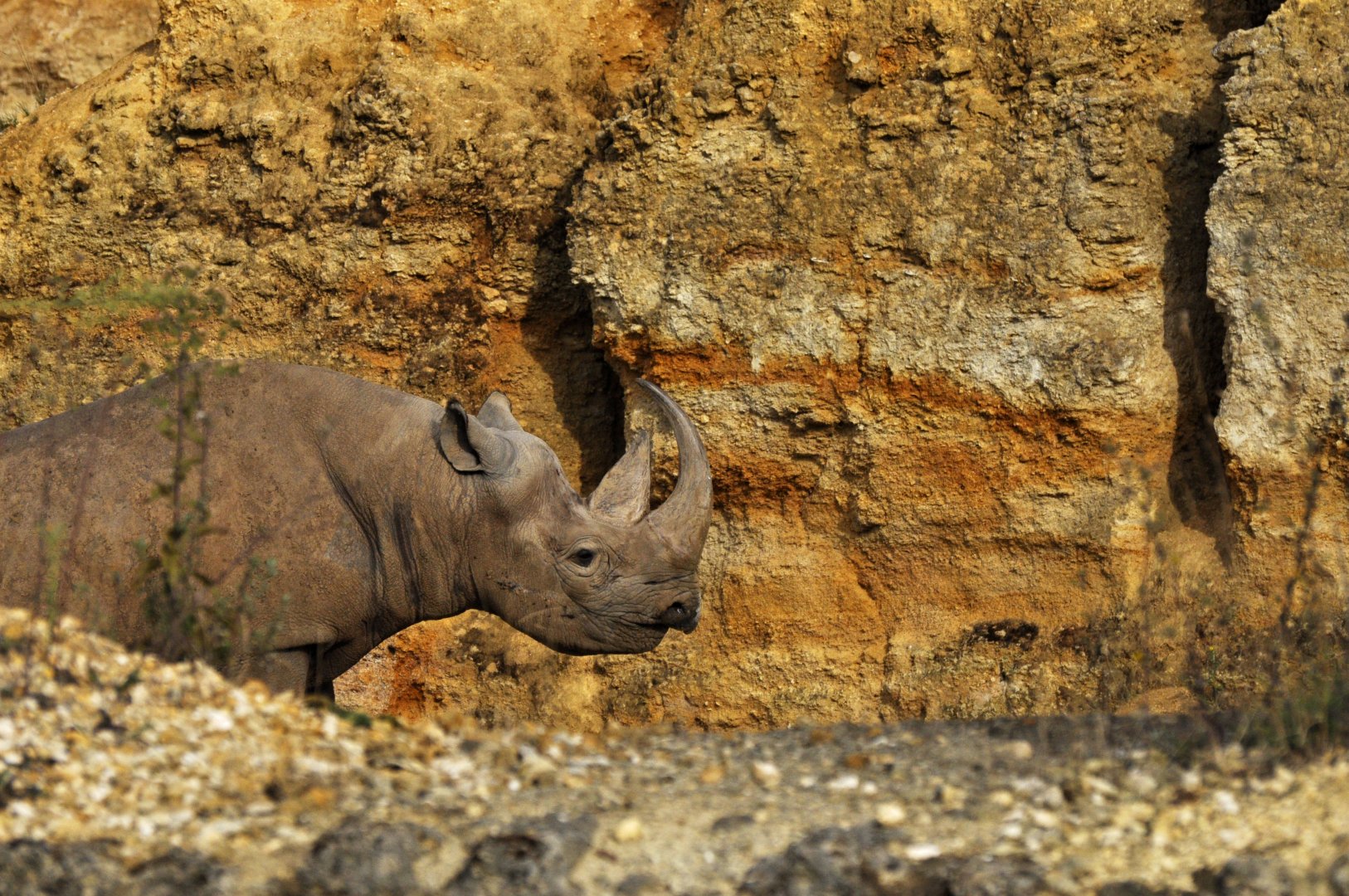 Eastern black rhinoceros (Diceros bicornis michaeli)