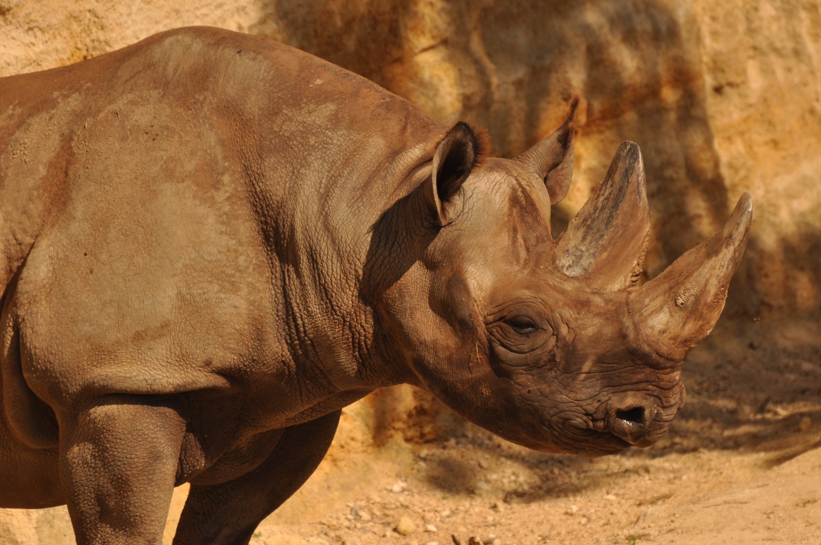 Eastern black rhinoceros (Diceros bicornis michaeli)