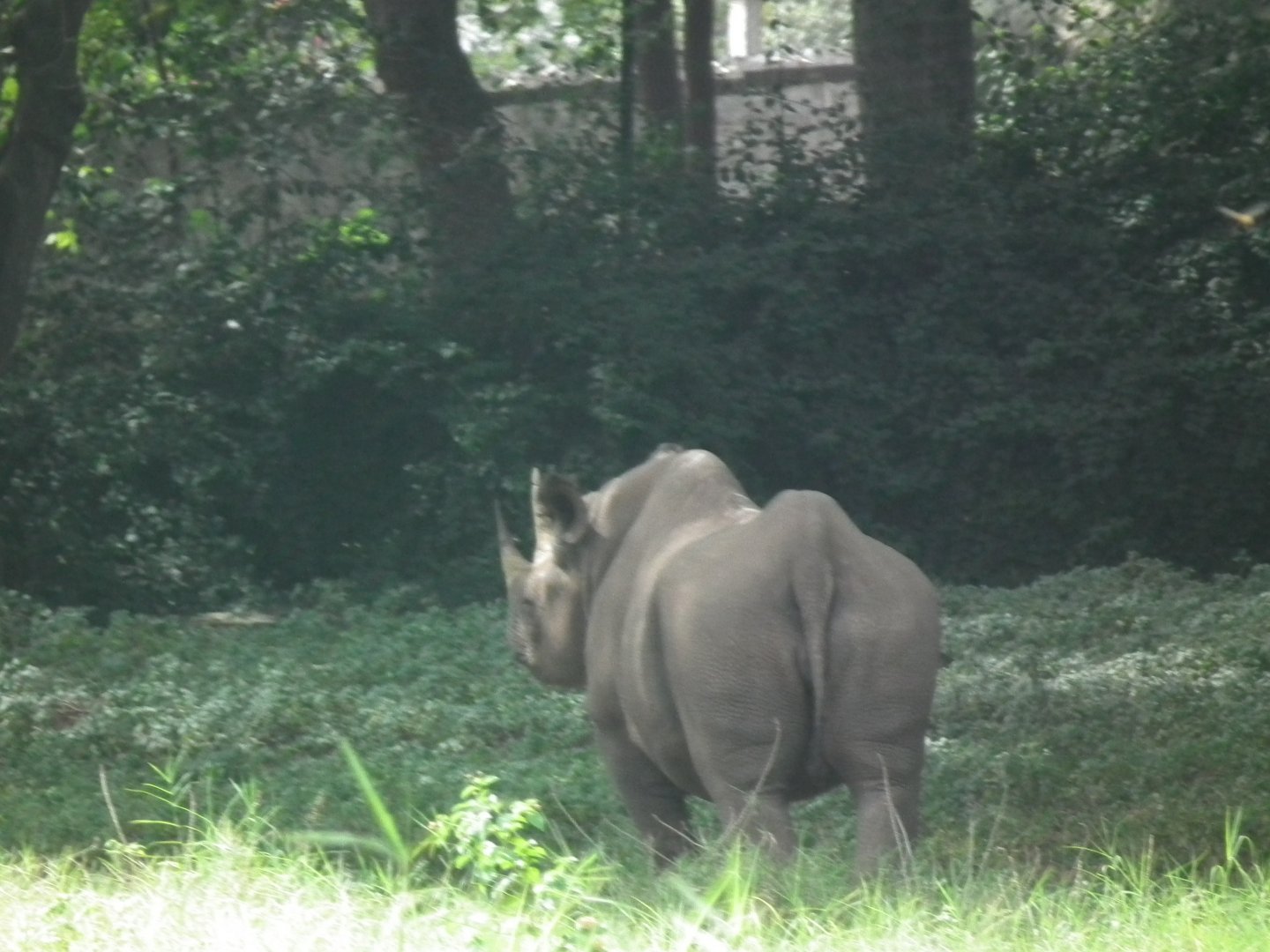 Eastern Black Rhinoceros (Diceros bicornis michaeli)