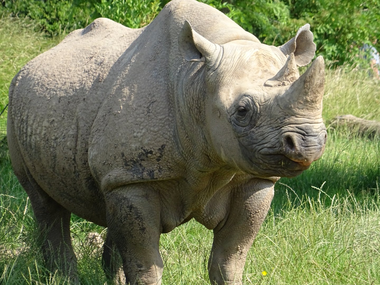 Eastern Black Rhinoceros (Diceros bicornis michaeli)