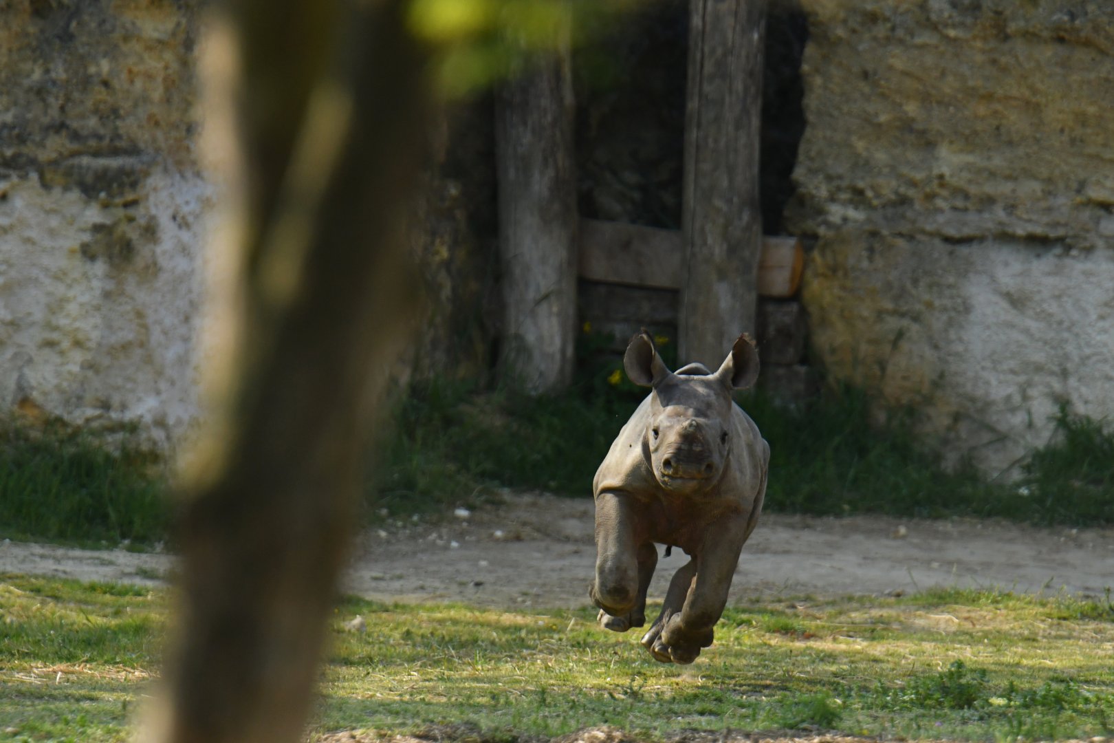 Eastern black rhinoceros (Diceros bicornis michaeli)