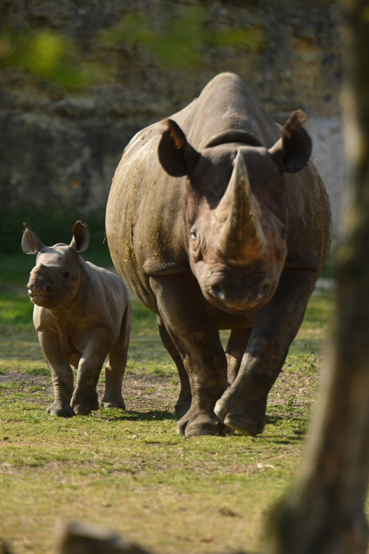 Eastern black rhinoceros (Diceros bicornis michaeli)