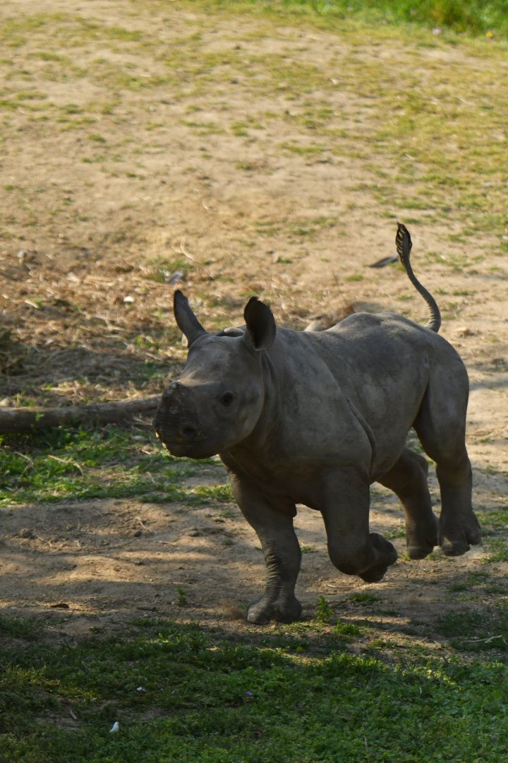 Eastern black rhinoceros (Diceros bicornis michaeli)