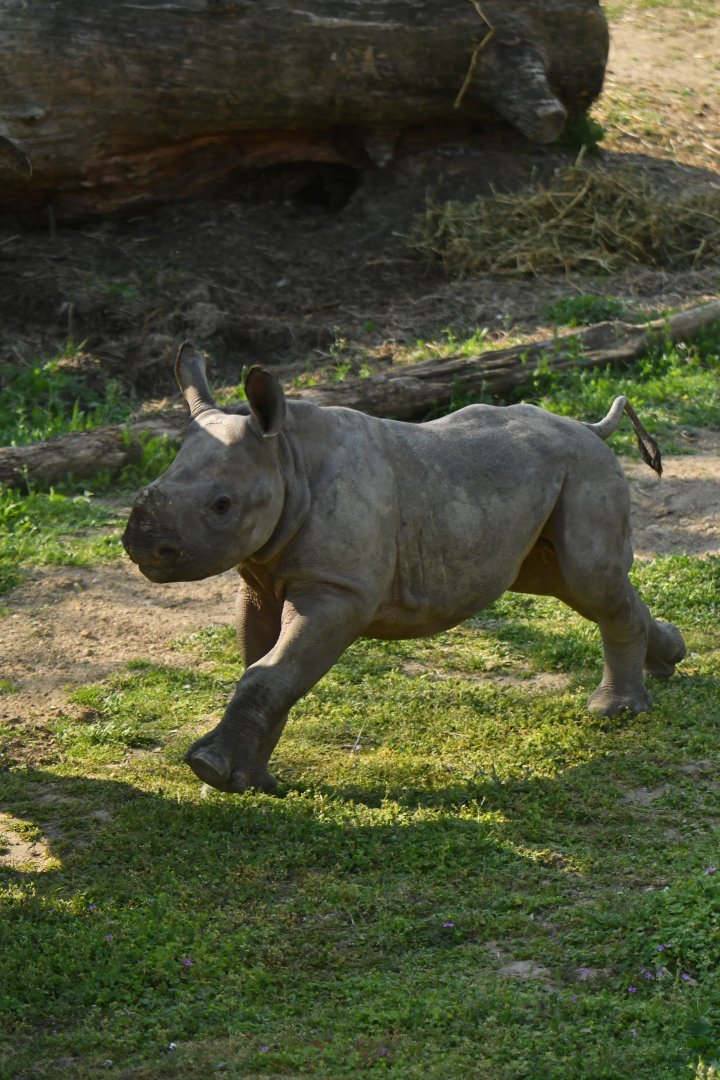 Eastern black rhinoceros (Diceros bicornis michaeli)