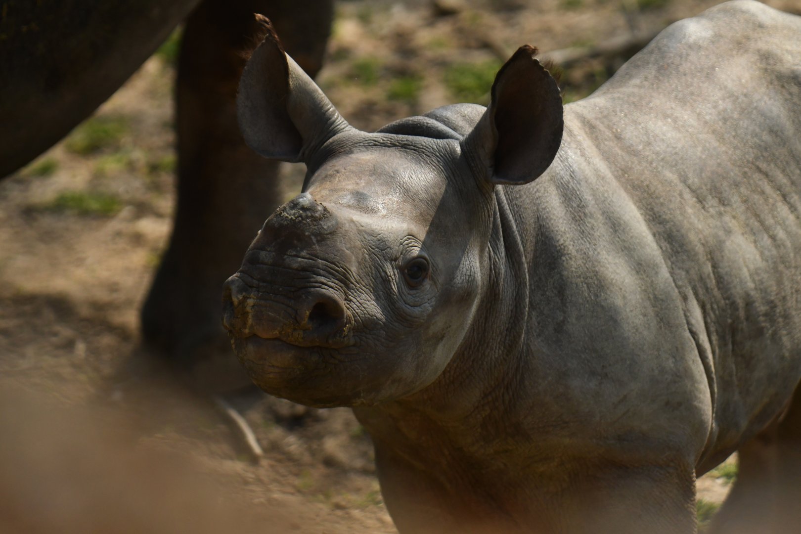Eastern black rhinoceros (Diceros bicornis michaeli)