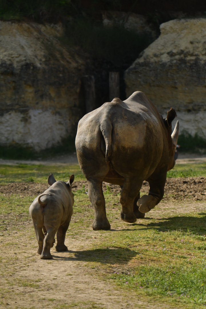 Eastern black rhinoceros (Diceros bicornis michaeli)