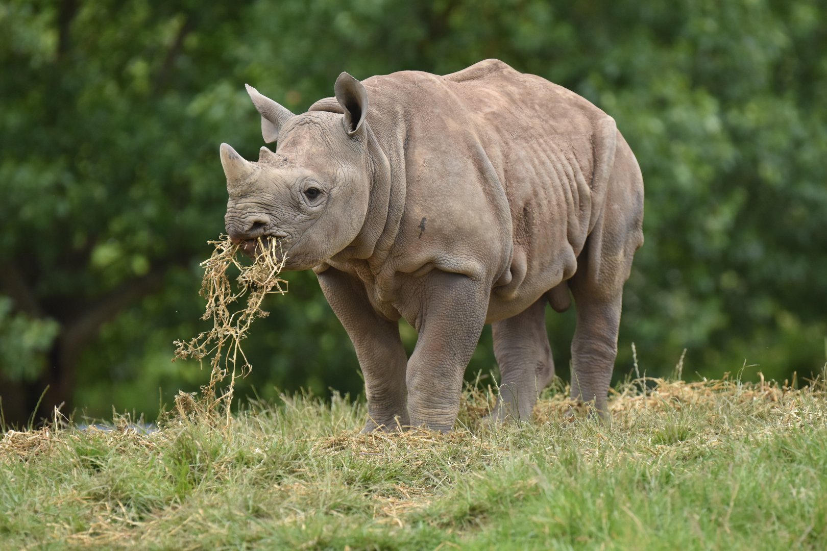 Eastern black rhinoceros(Diceros bicornis michaeli)