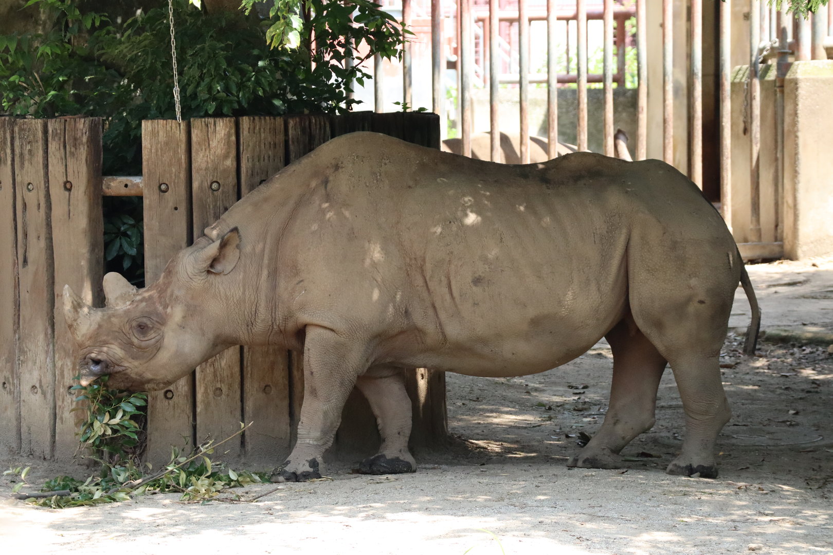 Eastern Black Rhinoceros (Diceros bicornis michaeli)
