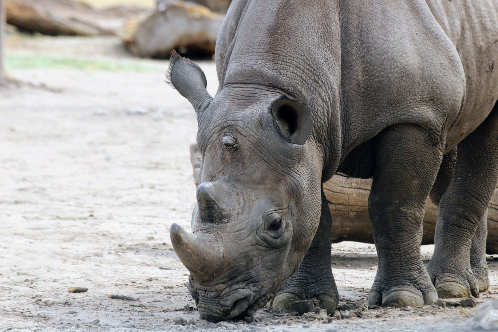 Eastern Black Rhinoceros (Diceros bicornis michaeli)