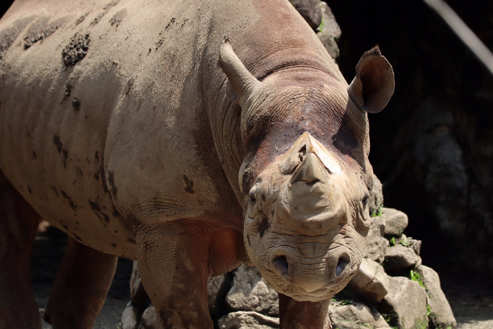 Eastern Black Rhinoceros (Diceros bicornis michaeli)