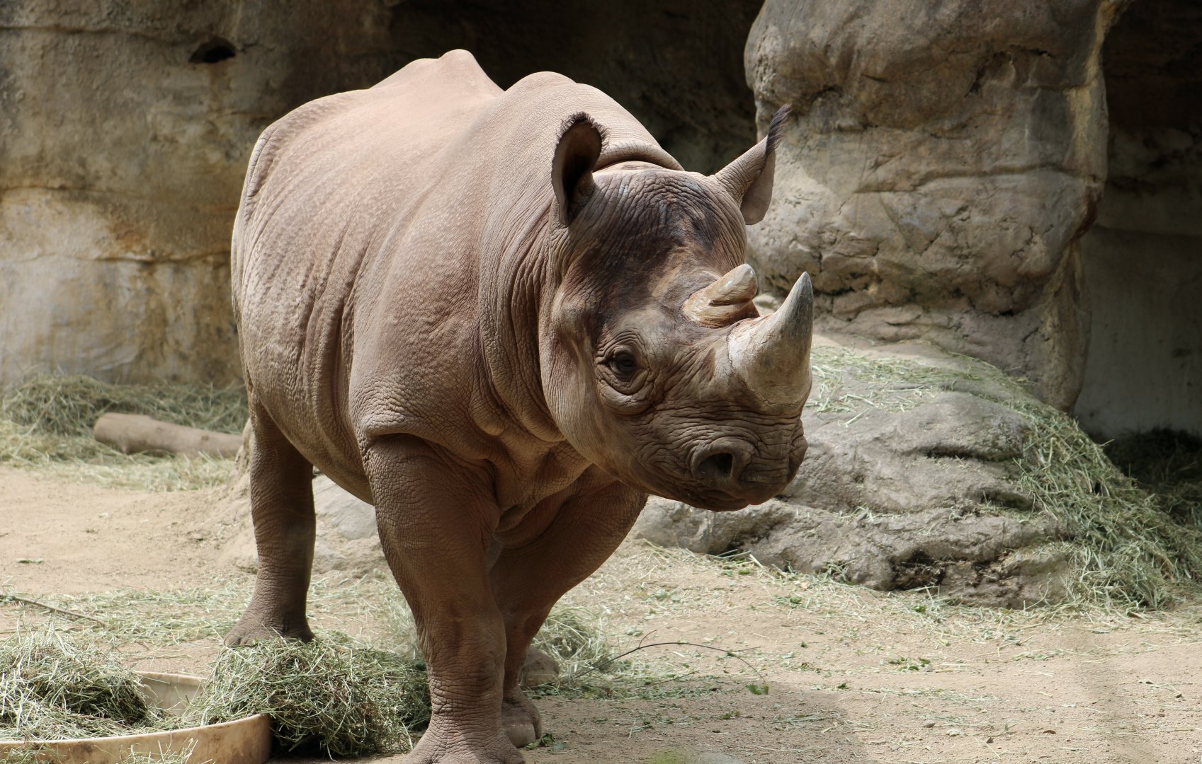 Eastern Black Rhinoceros (Diceros bicornis michaeli)