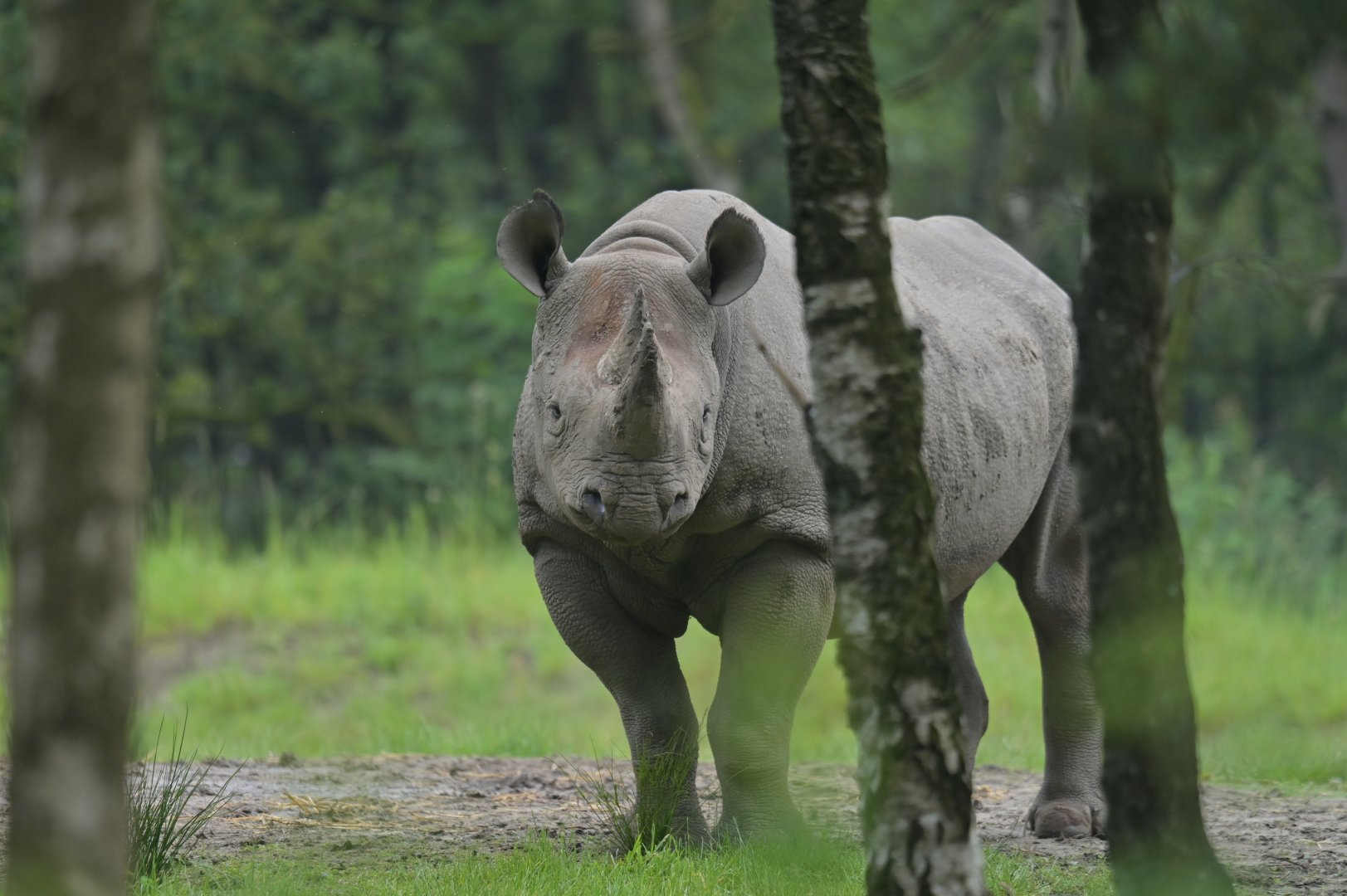 Eastern black rhinoceros (Diceros bicornis michaeli)