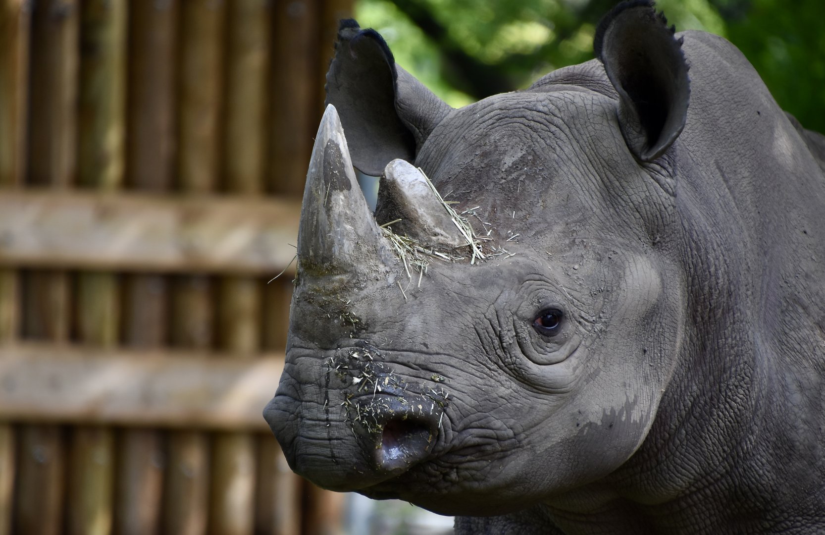 Eastern Black Rhinoceros (Diceros bicornis michaeli)