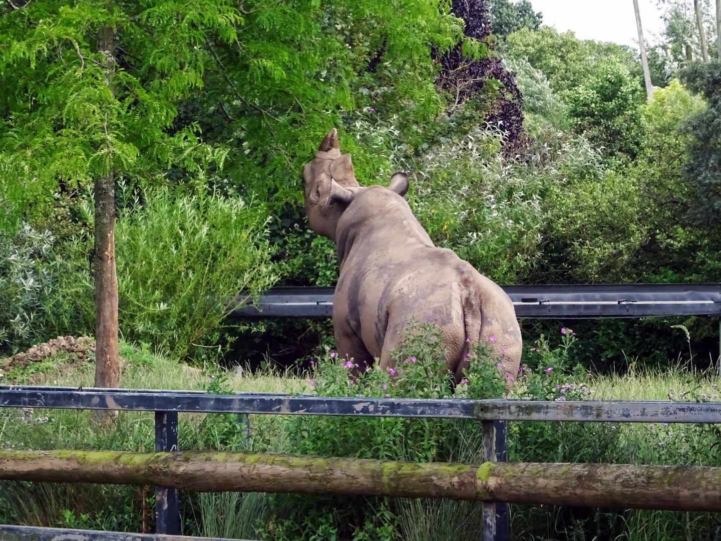 Eastern Black Rhinoceros eating from tree, July 2019