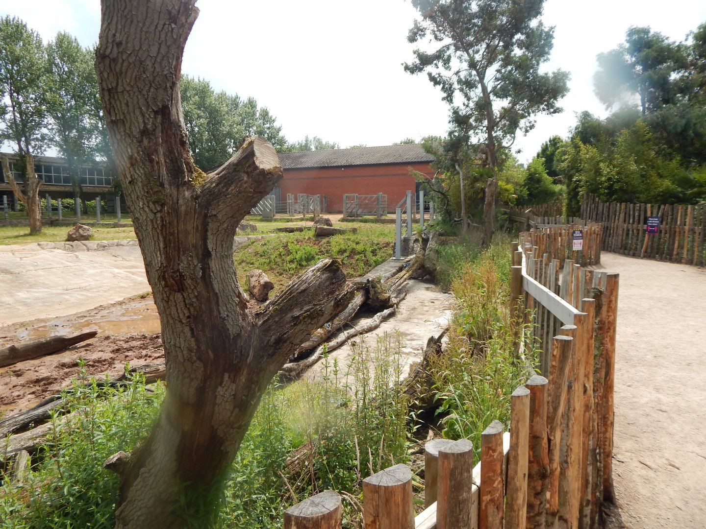 Eastern black rhinoceros enclosure 020721