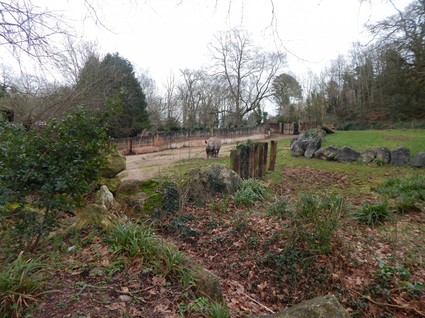 Eastern black rhinoceros enclosure 050224