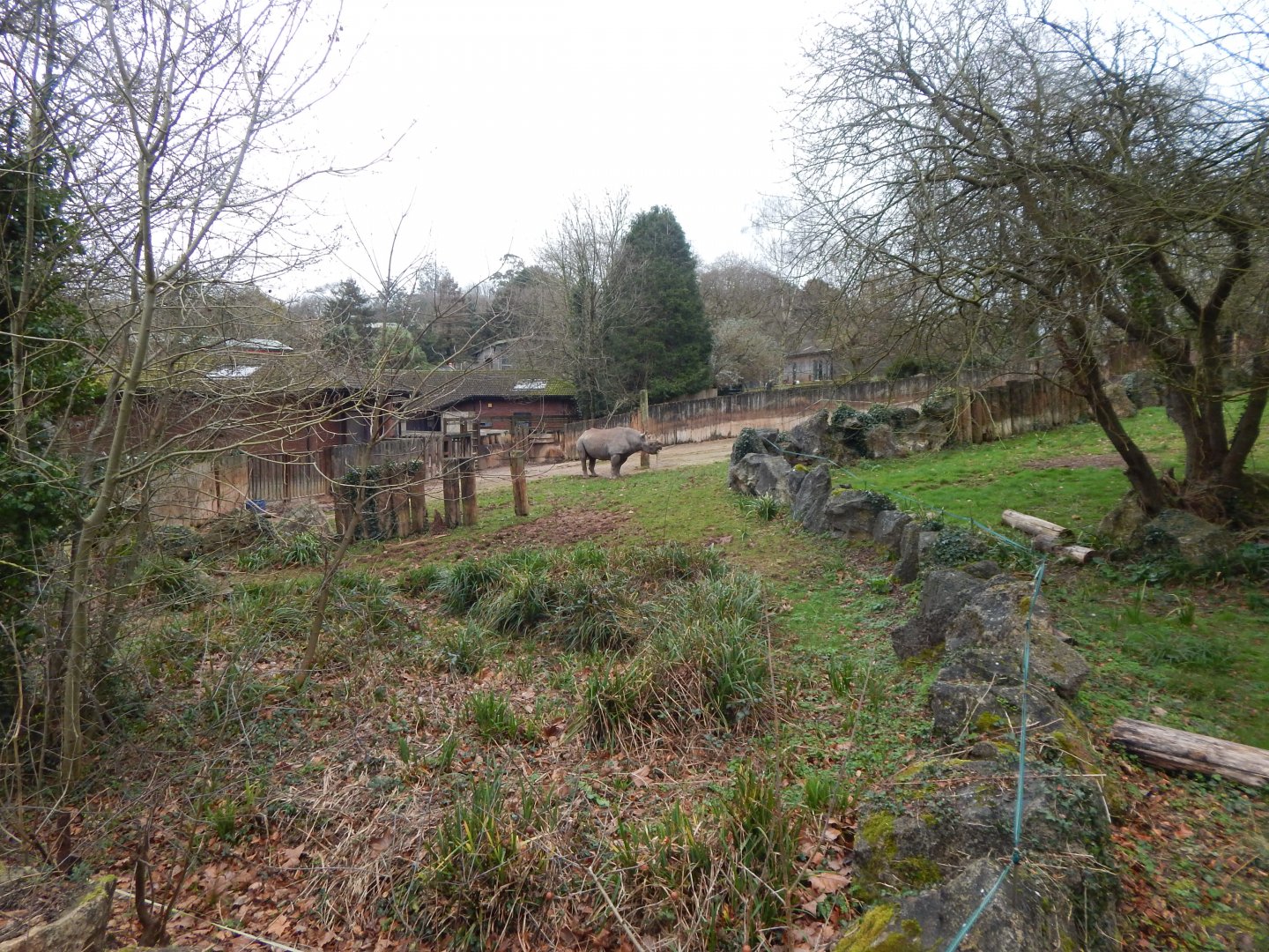 Eastern black rhinoceros enclosure 050224