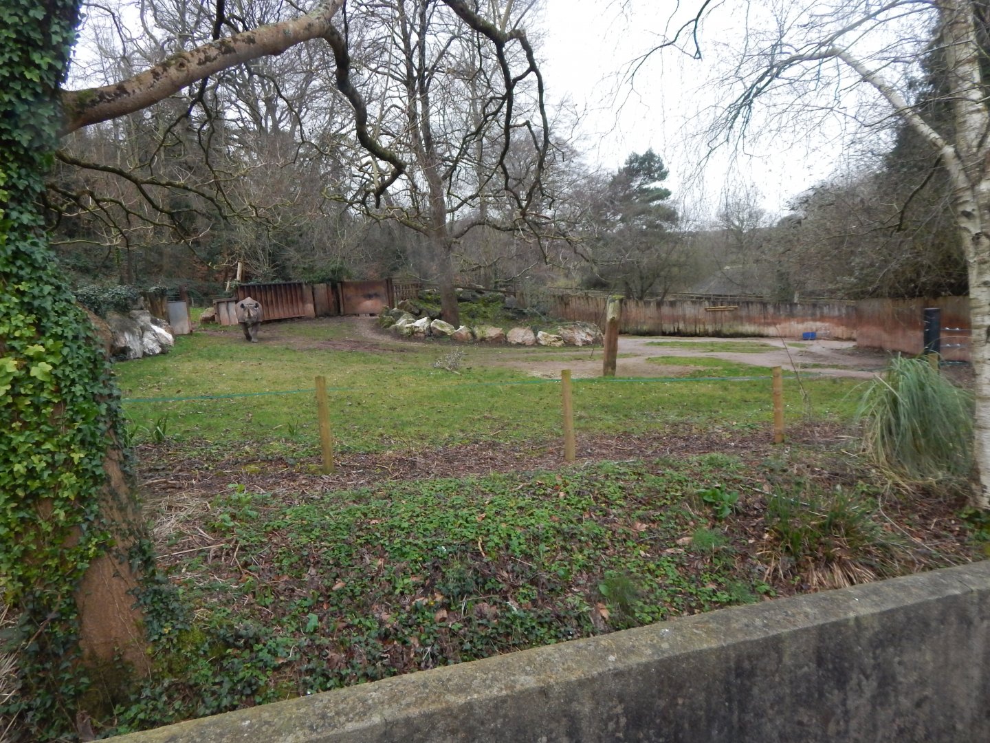 Eastern black rhinoceros enclosure 050224