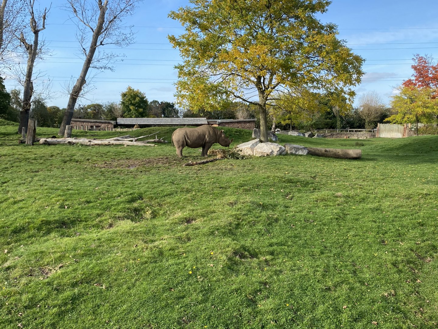 Eastern black rhinoceros enclosure 071020