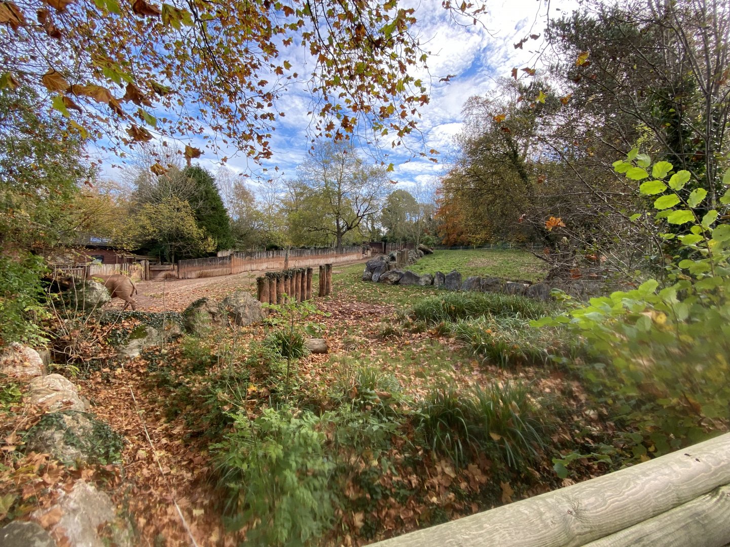 Eastern black rhinoceros enclosure 201121