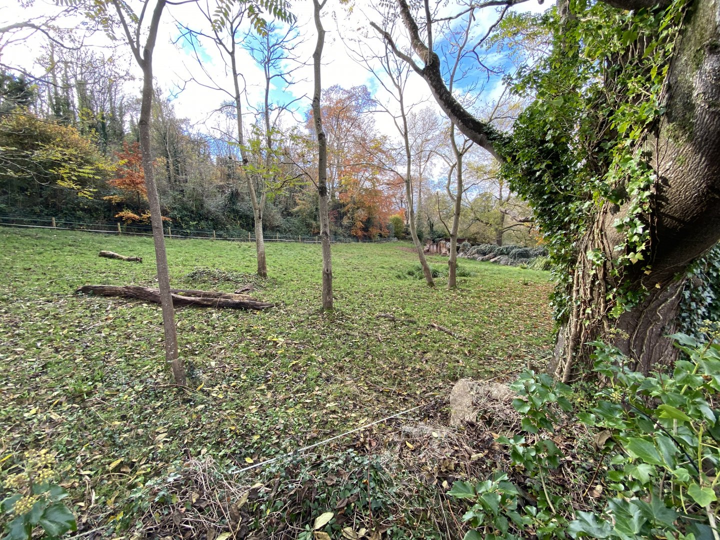 Eastern black rhinoceros enclosure 201121