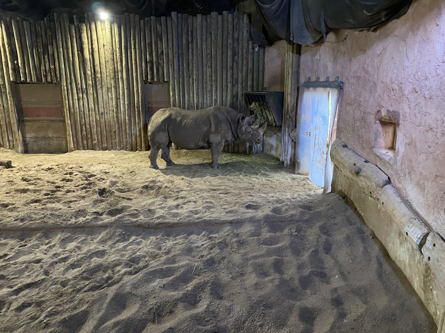 Eastern black rhinoceros enclosure 221022