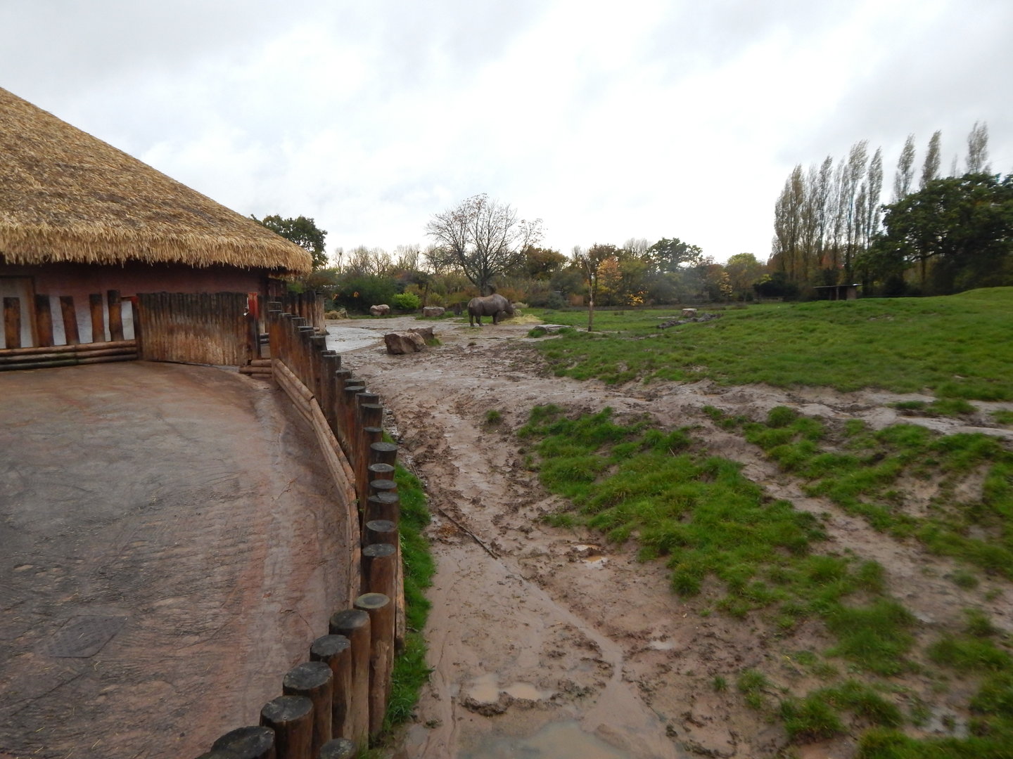 Eastern black rhinoceros enclosure 221022
