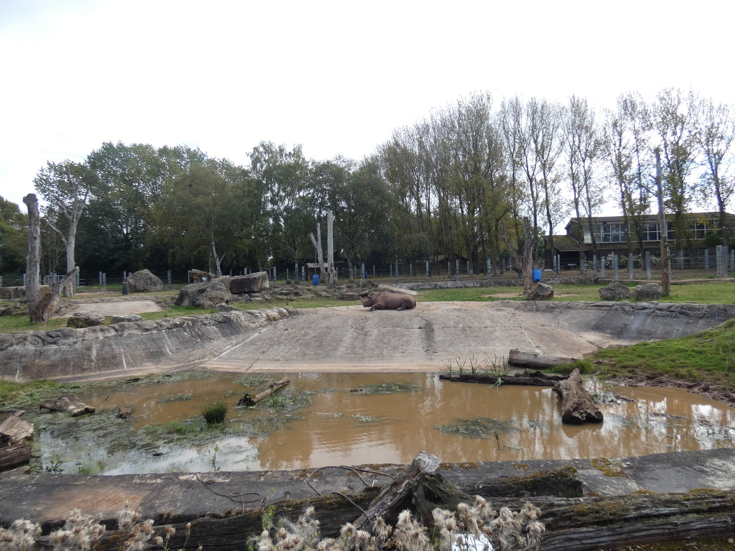 Eastern black rhinoceros enclosure