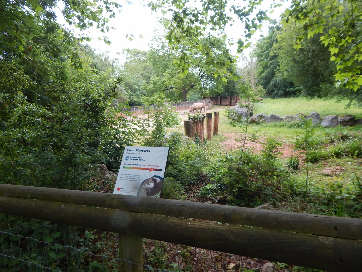 Eastern black rhinoceros exhibit 130624