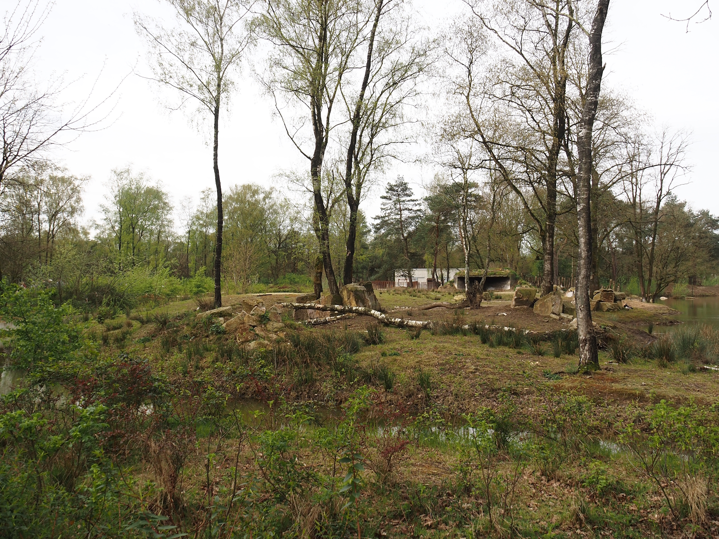 Eastern black rhinoceros exhibit, 2024-04-06