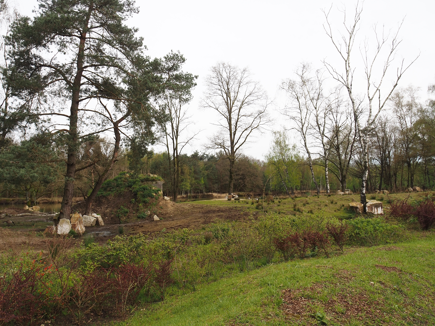 Eastern black rhinoceros exhibit, 2024-04-06