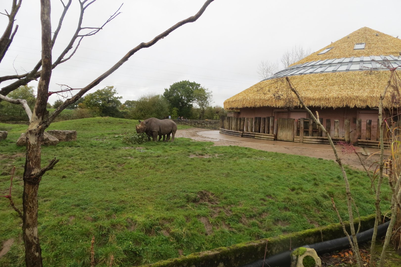 Eastern black rhinoceros exhibit 261019