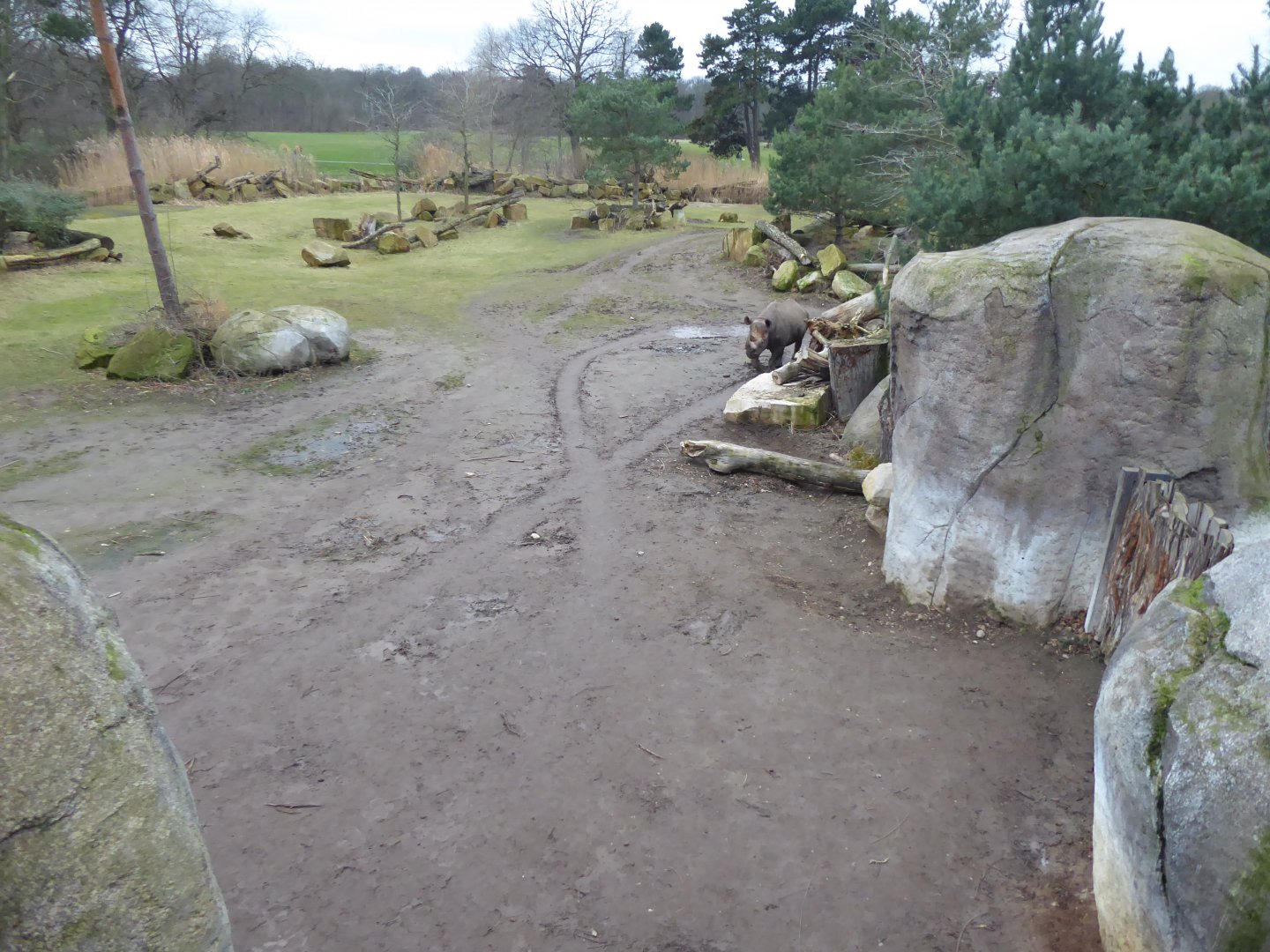 Eastern black rhinoceros exhibit 280118