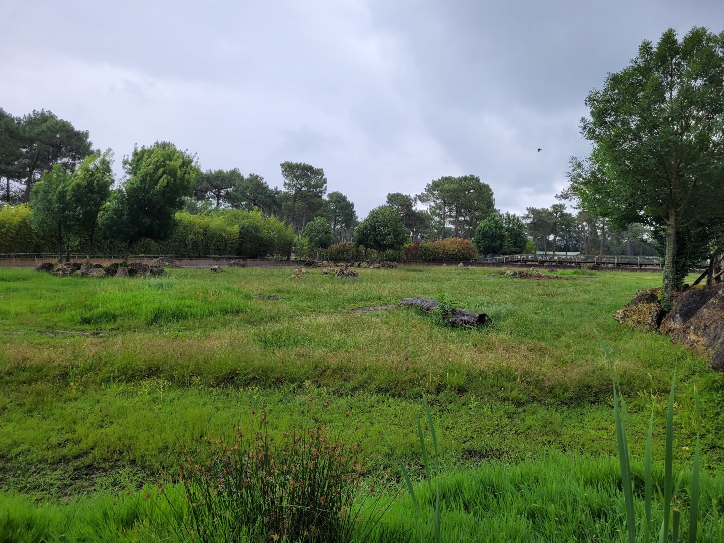 Eastern black rhinoceros exhibit -Zoo du bassin d'Arcachon (2024)