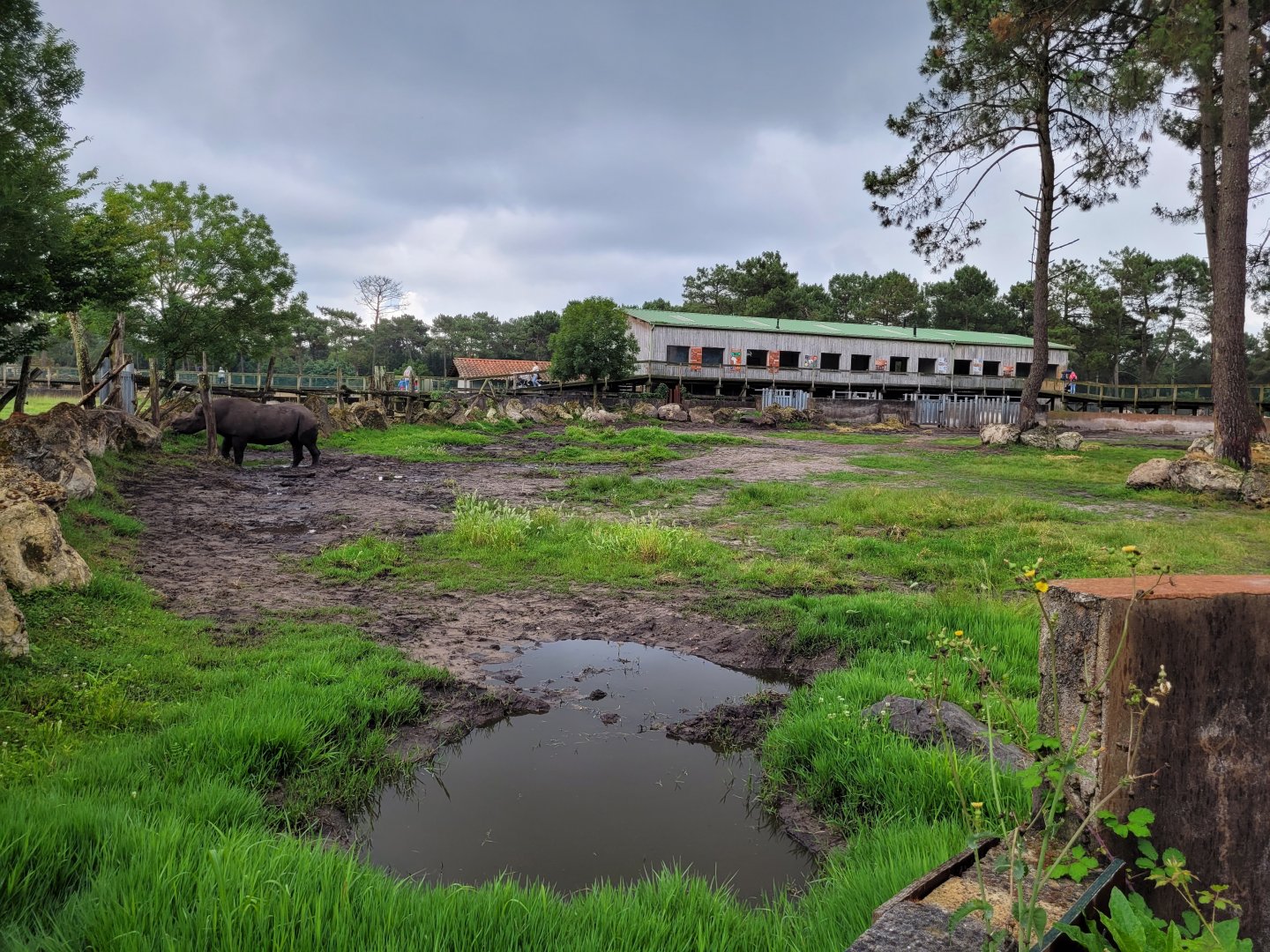 Eastern black rhinoceros exhibit -Zoo du bassin d'Arcachon (2024)