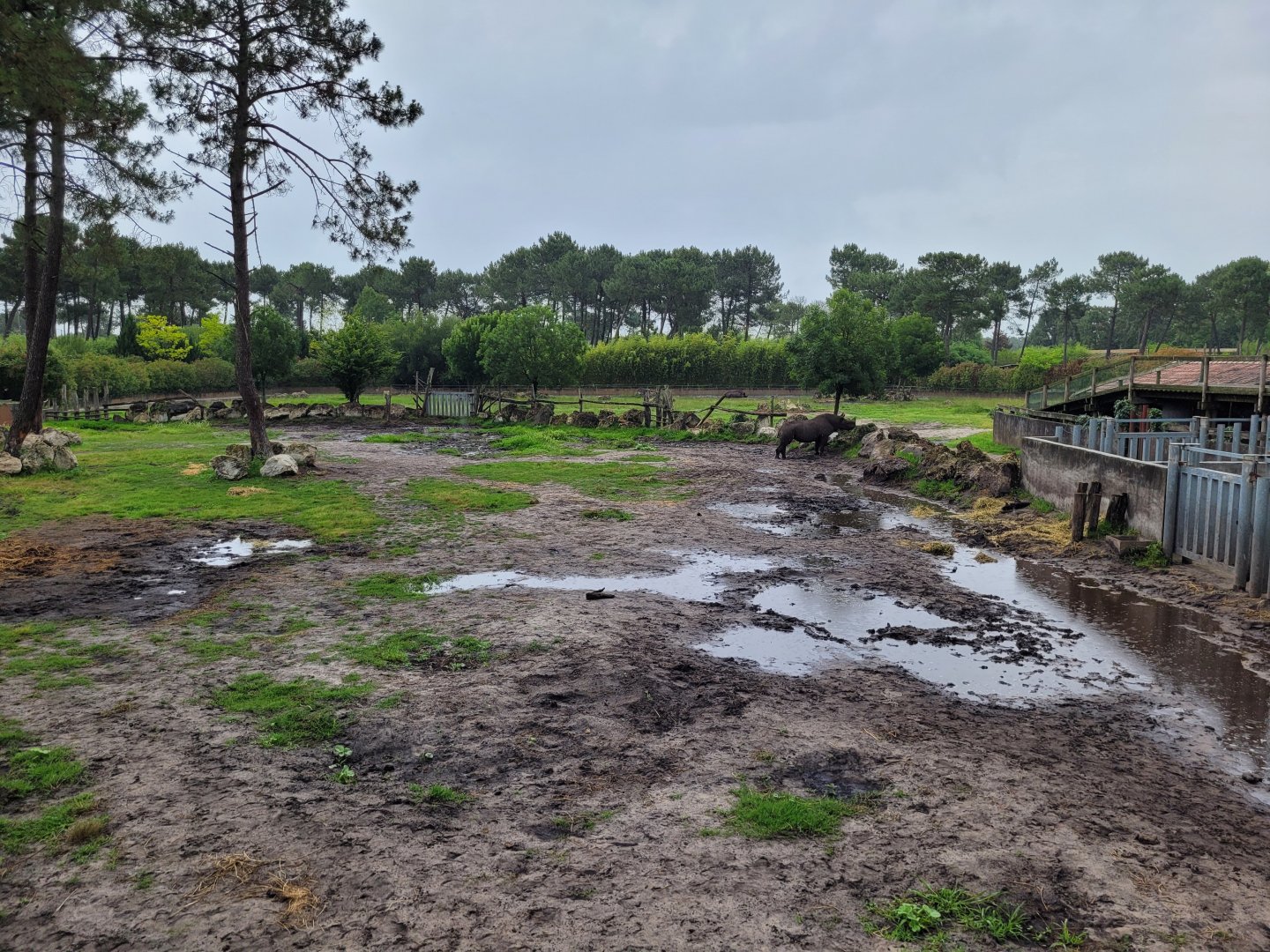 Eastern black rhinoceros exhibit -Zoo du bassin d'Arcachon (2024)