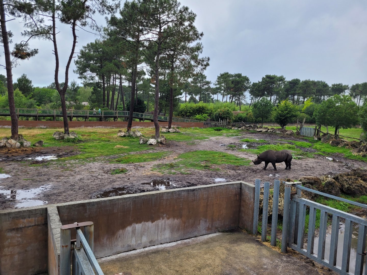 Eastern black rhinoceros exhibit -Zoo du bassin d'Arcachon (2024)