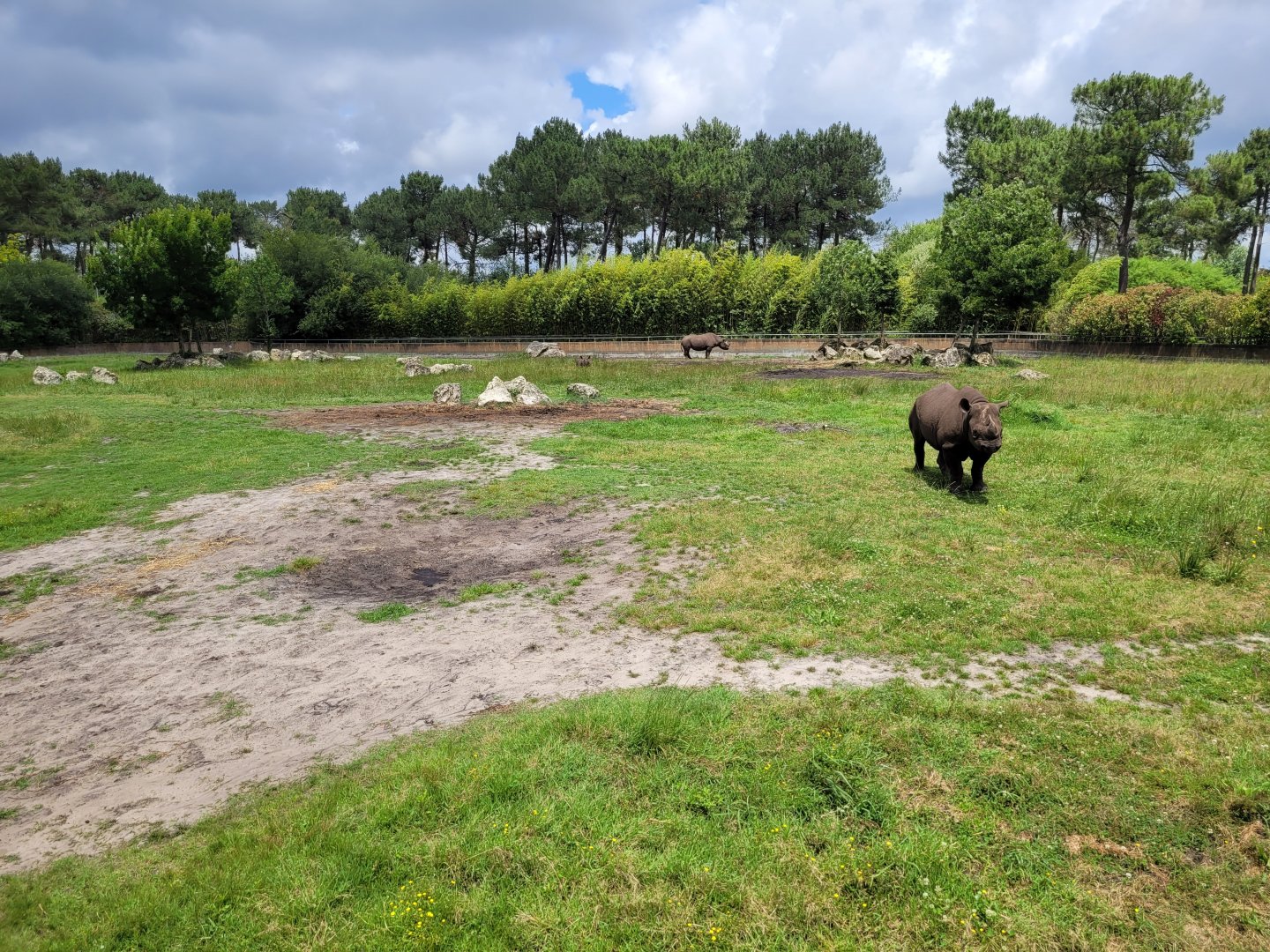 Eastern black rhinoceros exhibit -Zoo du bassin d'Arcachon (2024)
