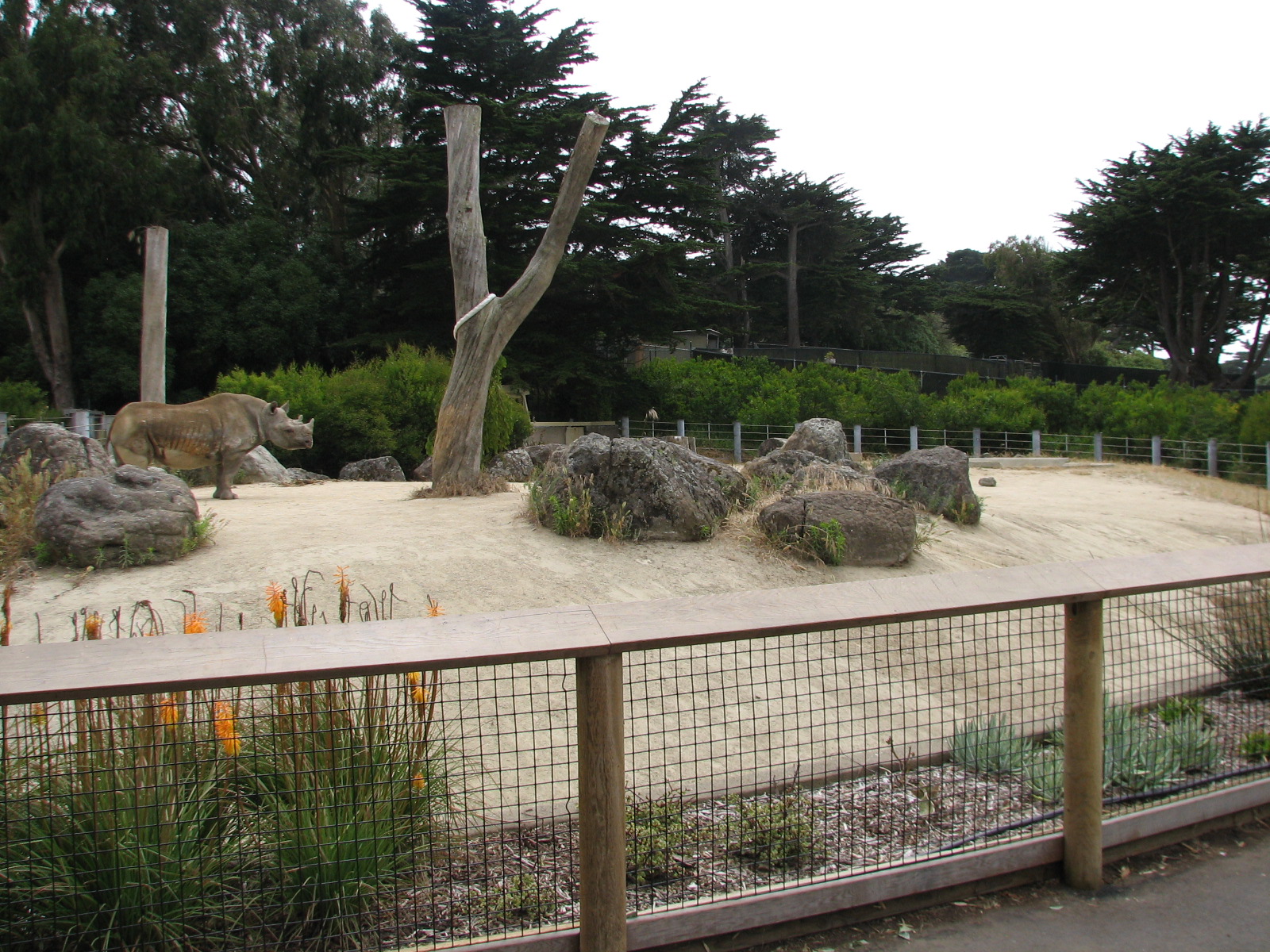 Eastern Black Rhinoceros Exhibit