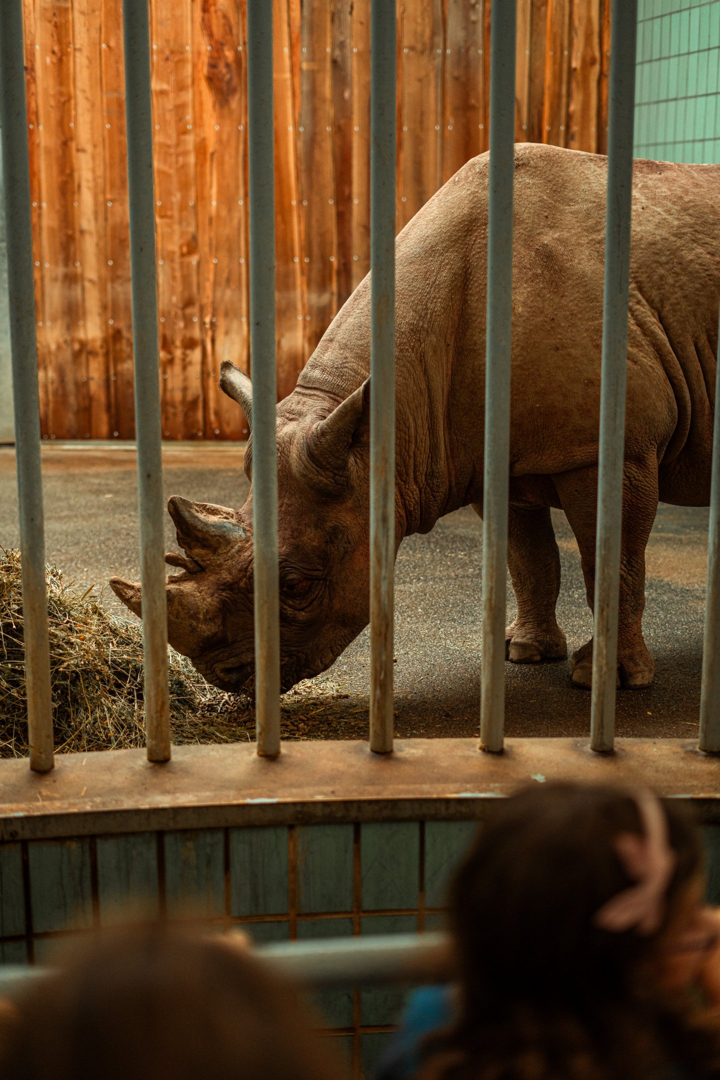 Eastern black rhinoceros indoor enclosure
