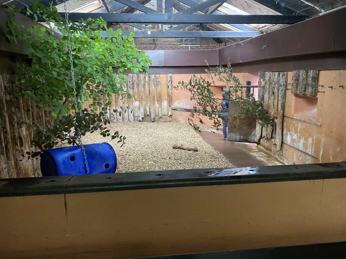 Eastern black rhinoceros indoors 130624