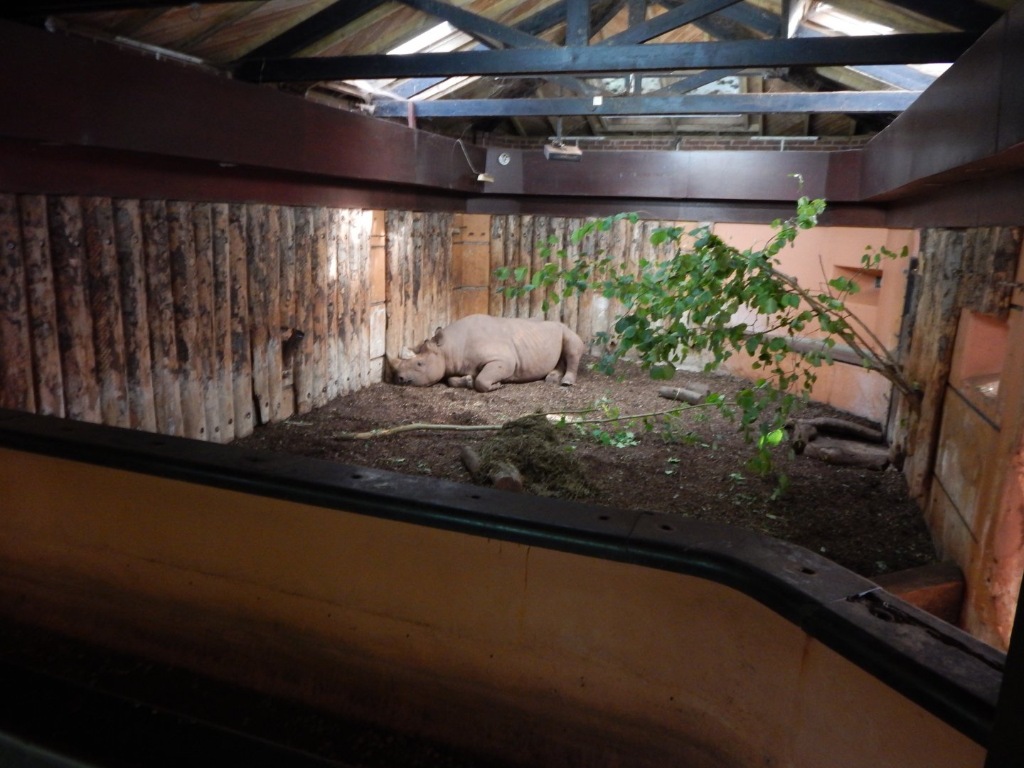 Eastern black rhinoceros indoors 290923