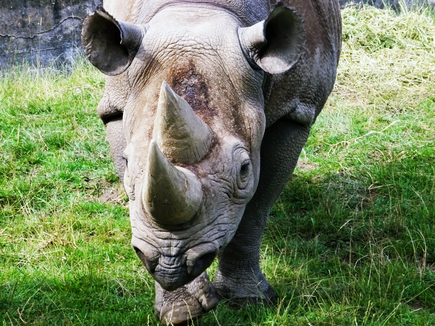 Eastern Black Rhinoceros, July 2019