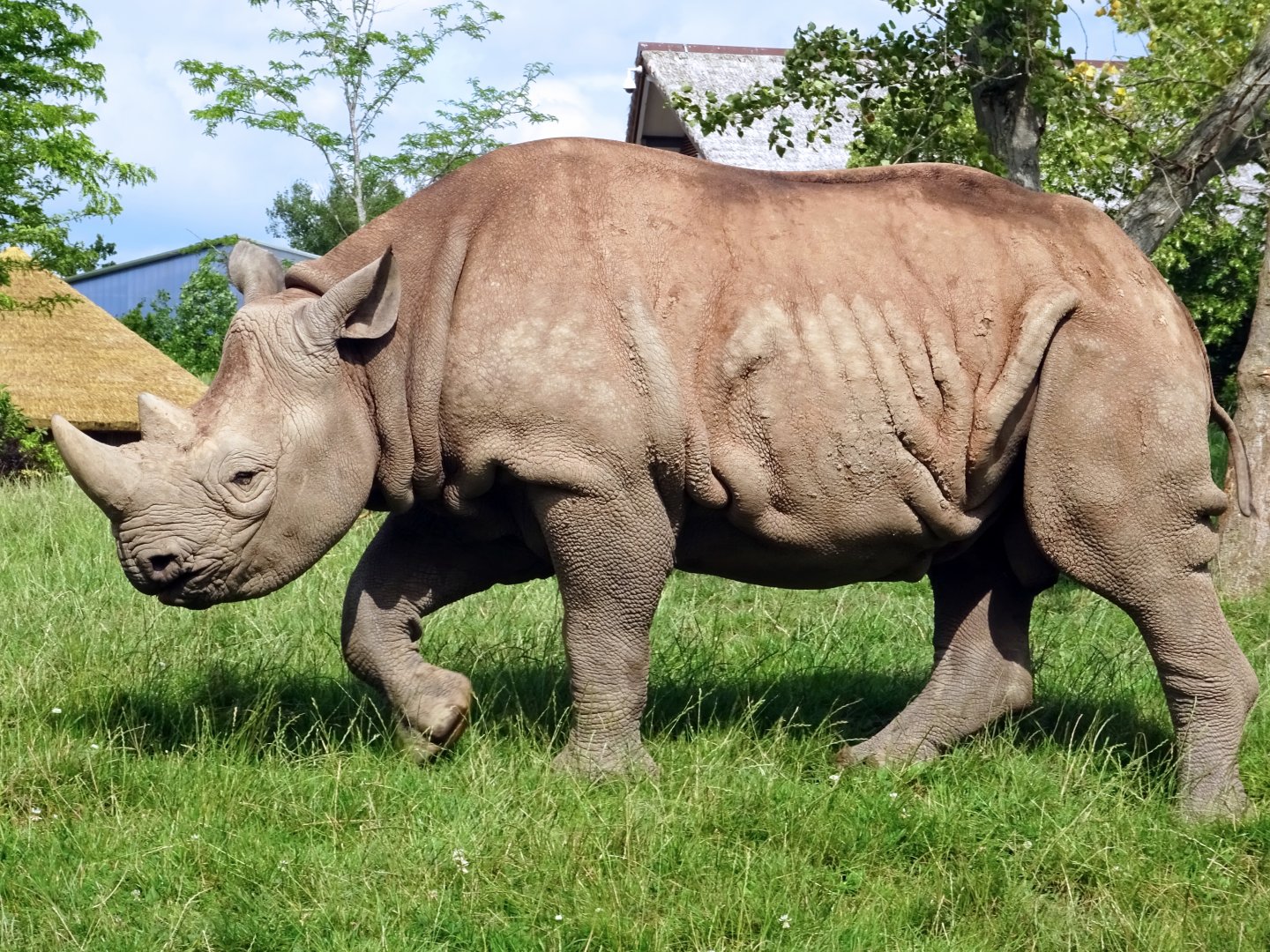 Eastern Black Rhinoceros, July 2019