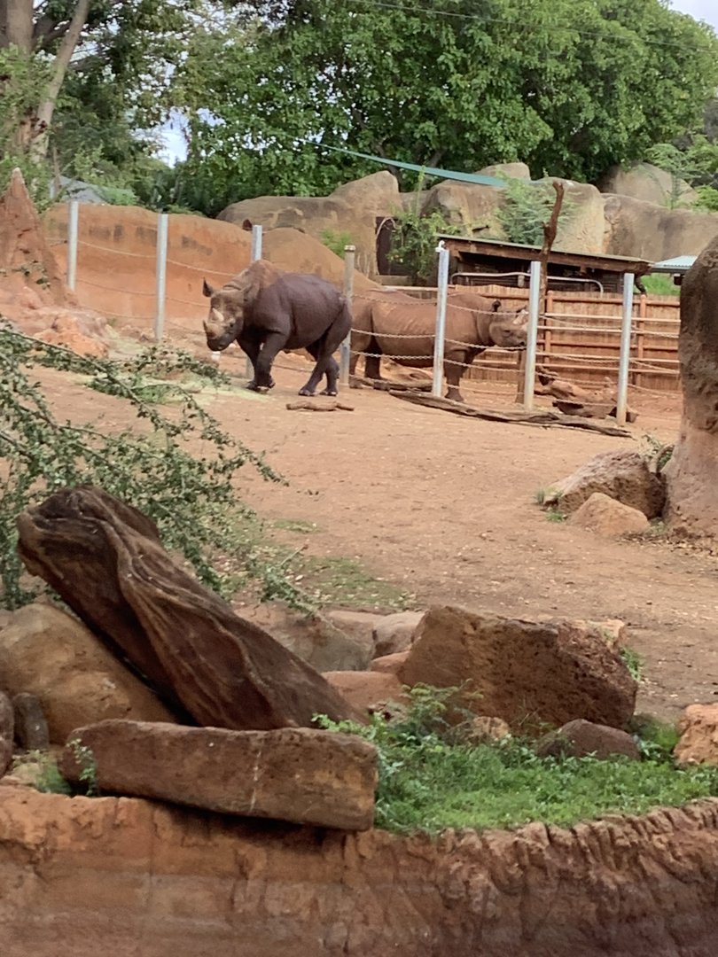 Eastern Black Rhinoceros Kendi and Aria 3/25/23