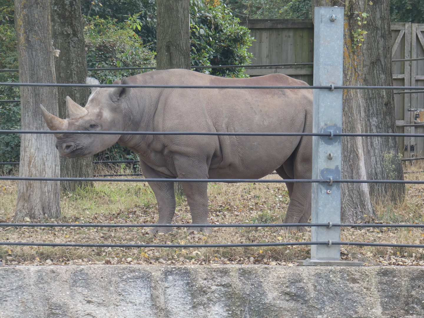 Eastern black rhinoceros male