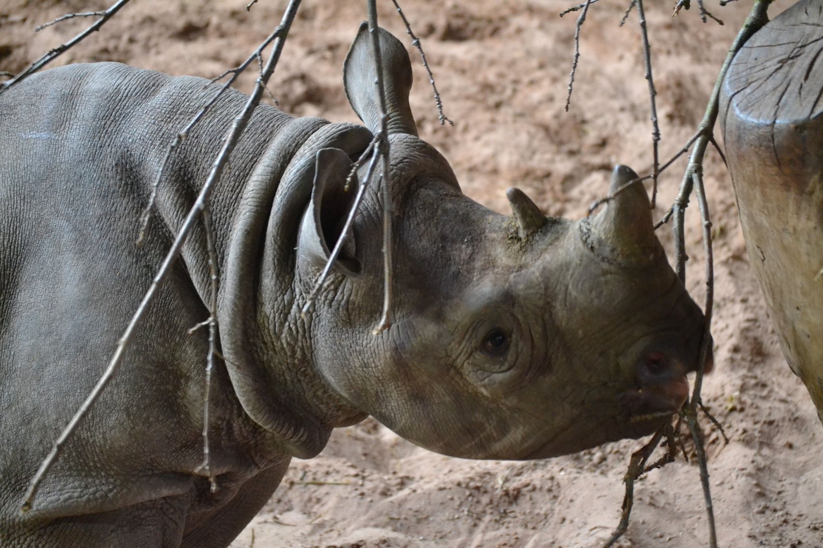 Eastern Black Rhinoceros - March 2018