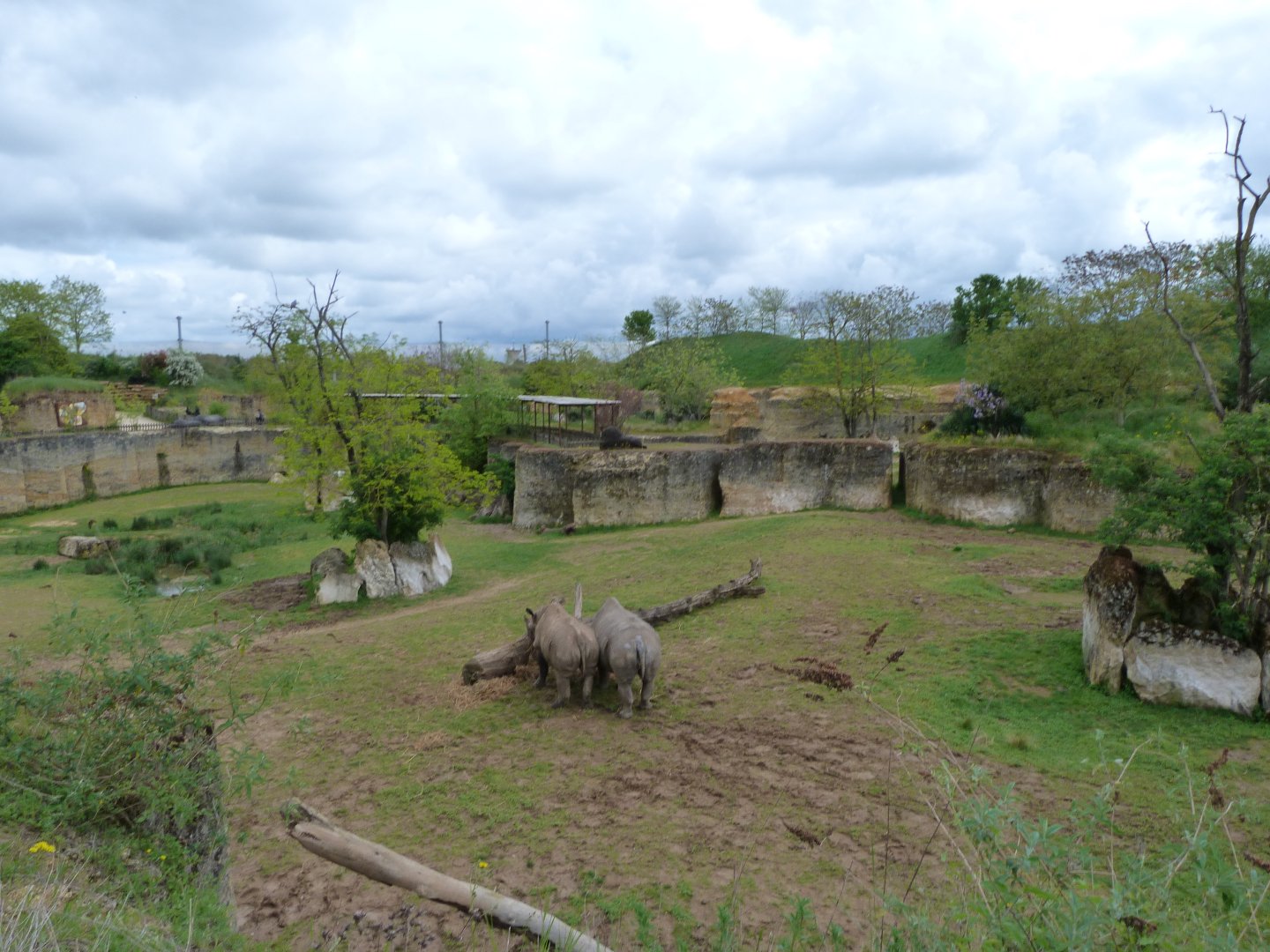Eastern black rhinoceros, Mhorr gazelle and Helmeted guineafowl exhibit -Bioparc de Doué la Fontaine (2025)