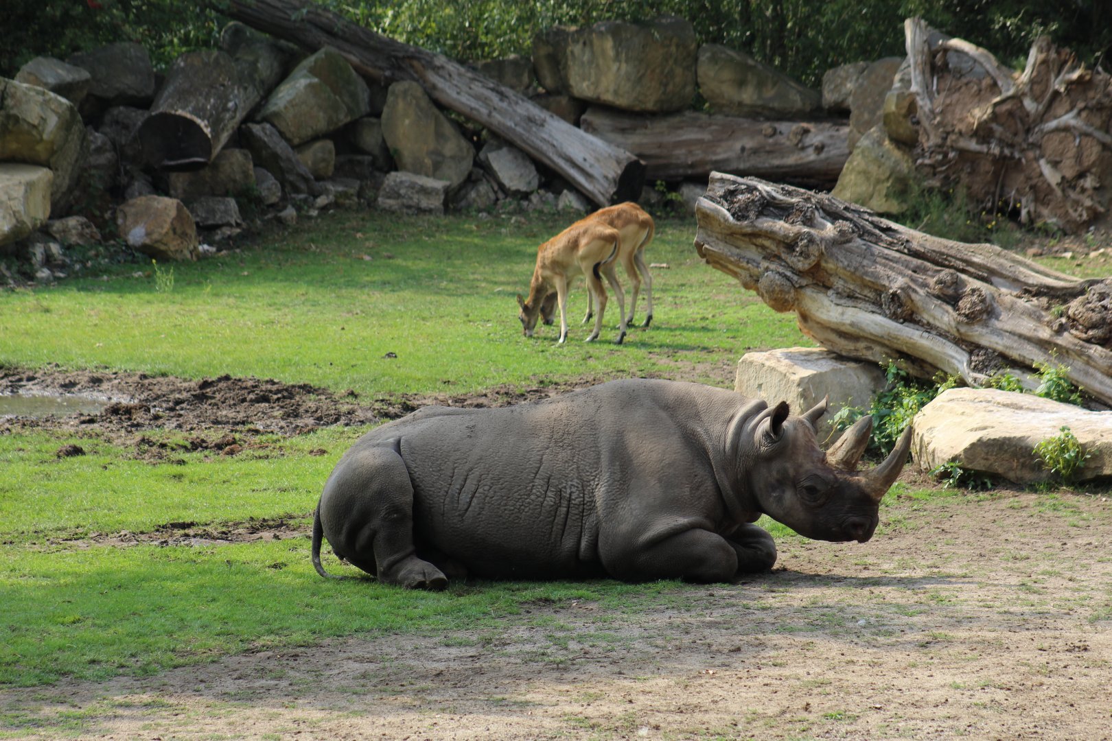 Eastern Black Rhinoceros & Nile Lechwe